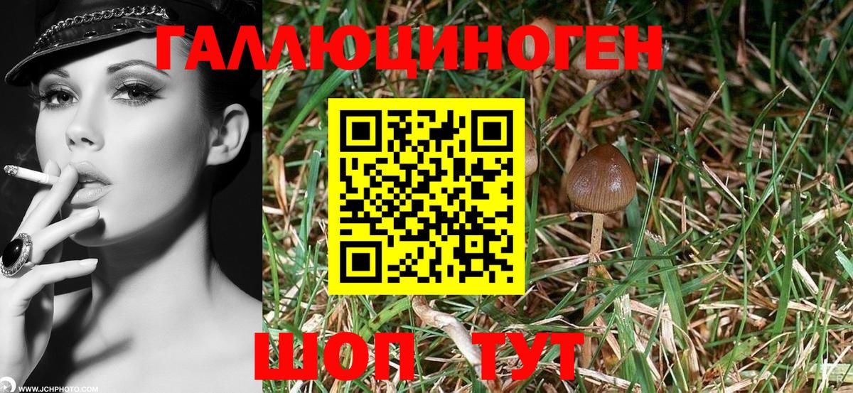 Малоярославец  Псилоцибиновые грибы Cubensis  где продают наркотики  Вход с VPN 